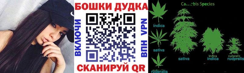 Бошки Шишки планчик  Иноземцево 